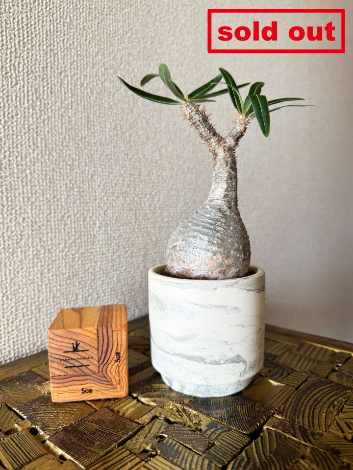 楽天市場】ホワイトデー プレゼント 塊根植物「パキポディウム