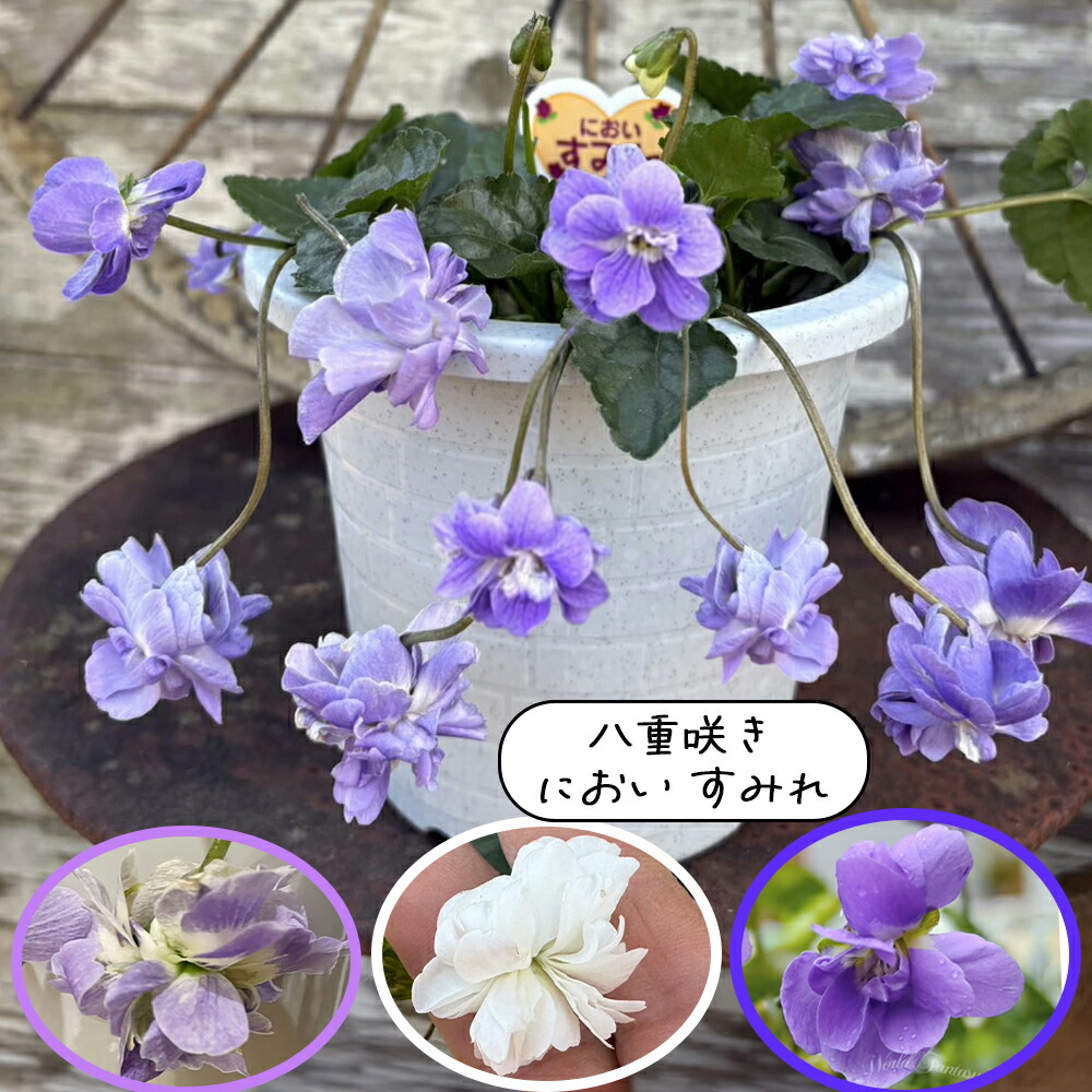 楽天市場】花苗 宿根草 春 パルマスミレ 八重咲き 枝垂れ におい