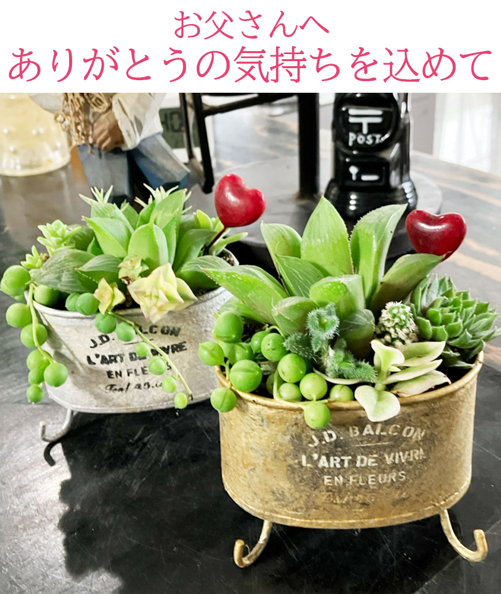 楽天市場】ギフト 多肉植物 プレゼント ブリキ鉢 寄せ植え 選べる2色
