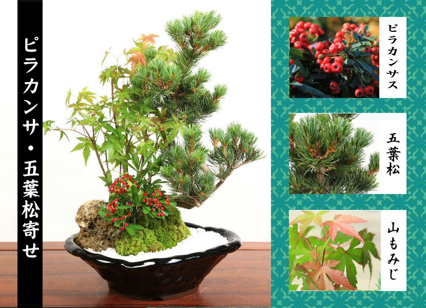 楽天市場】◇楽天1位◇【即日出荷可！】盆栽：ピラカンサ・五葉松寄せ