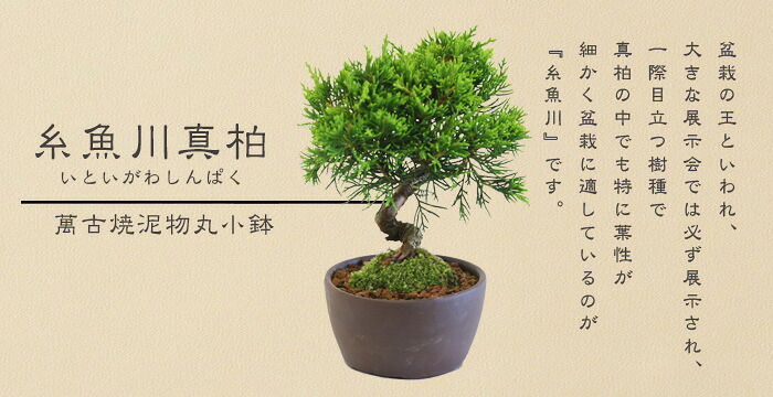 楽天市場】【即日出荷可！】ミニ盆栽：糸魚川真柏（曲・5年生）* (萬古