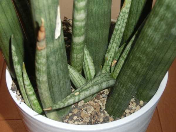サンセベリア・スタッキーの子株 | 椿に夢中 - 楽天ブログ