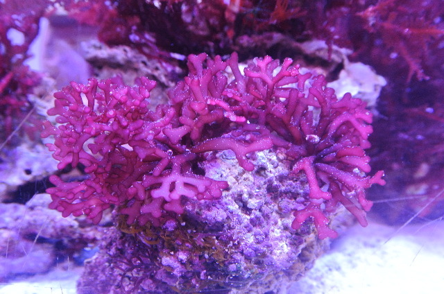 入荷稀☆美レッド海藻☆リフジウム水槽や水質改善にも役立つ！