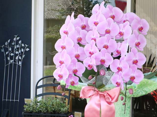 ピンクの胡蝶蘭［3本立］～LED栽培・産地直送～【送料無料】｜就任