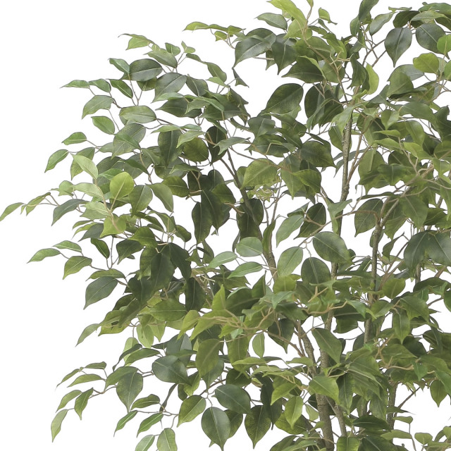 光触媒 光の楽園 ナチュラルフィカスツリー1.5【インテリア フェイク