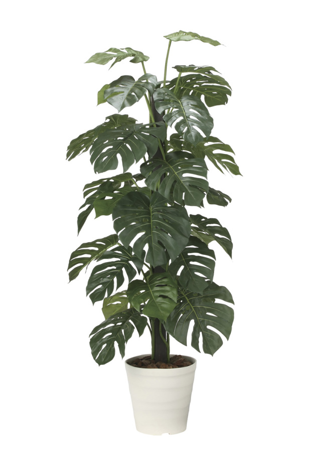 光触媒 光の楽園 ポリシャス 高さ1.3m（タイワン モミジ