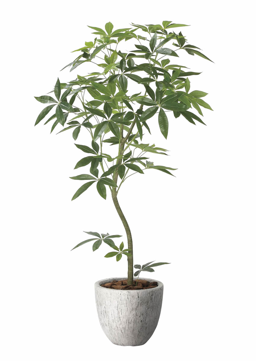 光触媒 光の楽園 ナチュラルパキラ1.6m【インテリア フェイクグリーン