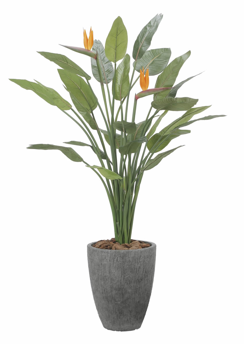 光触媒 光の楽園 ナチュラルストレチア花付き1.7m【インテリア