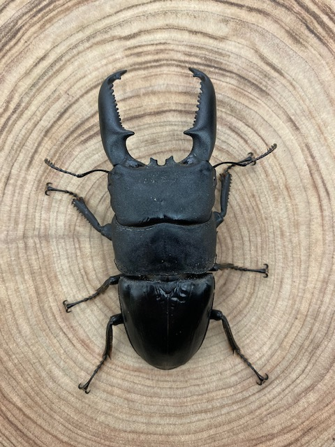 オオヒラタ/パラワンオオヒラタクワガタ♂102.9mm 単品