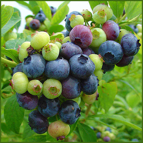 果樹園「花育通販」ブルーベリー苗木 超大実を販売