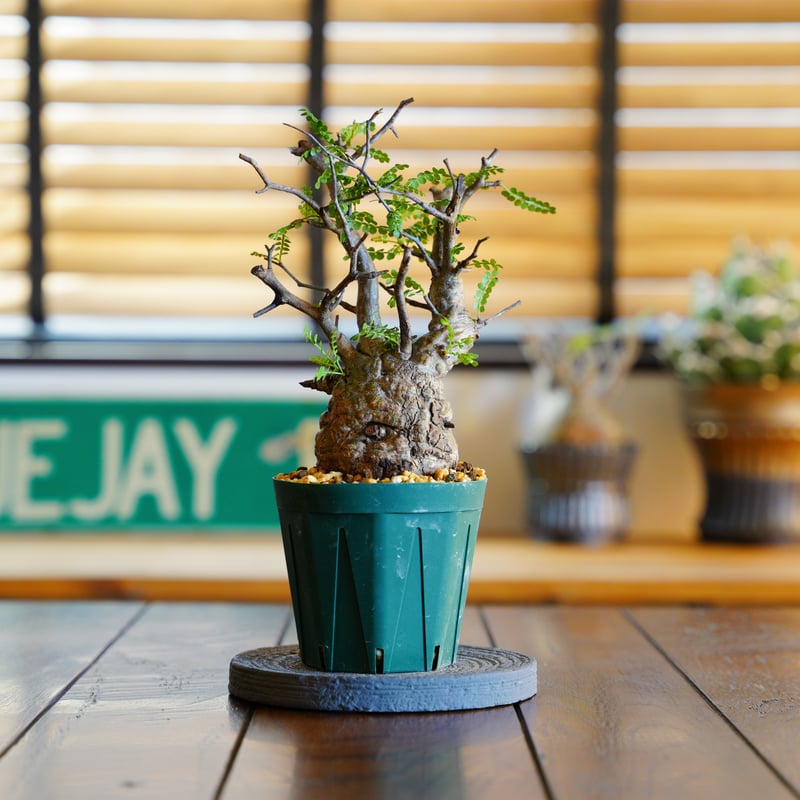 Fenrir オペルクリカリアパキプスとグラキリス Fenrir オペルクリ