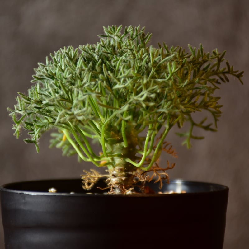 Monsonia multifida モンソニア ムルチフィダ 実生株 #1 | BONDEX