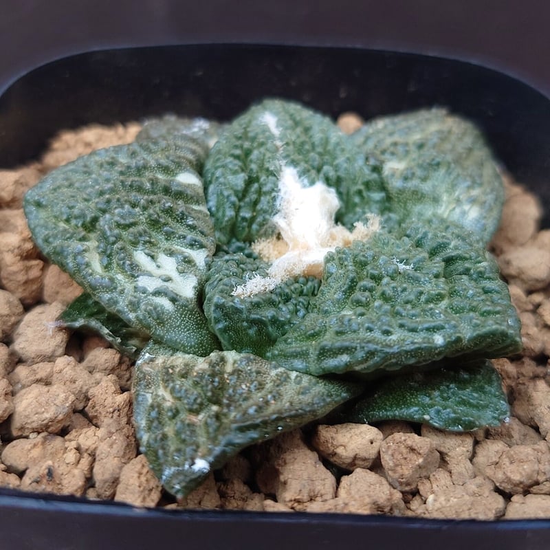 亀甲牡丹”ゴジラ”/アリオカルプス | studio GP