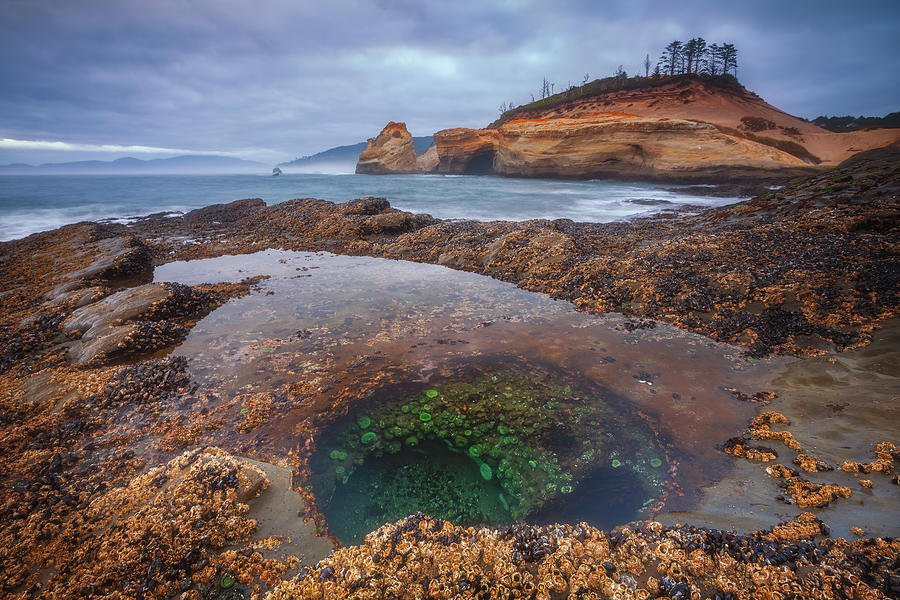 Oregon Tide Pool by Darren White