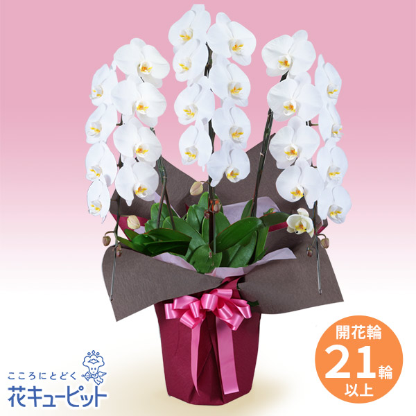 胡蝶蘭 3本立（開花輪白21以上）ピンク系ラッピング - 花鉢（胡蝶蘭