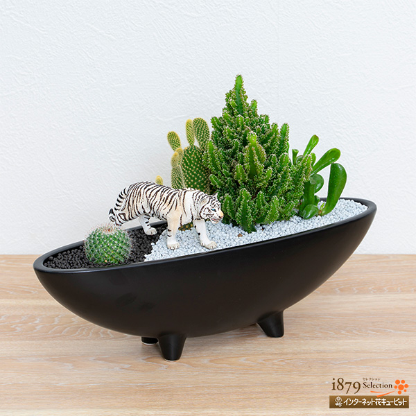 サボテン寄せ植え（ホワイトタイガー） - 産直 サボテン・多肉植物