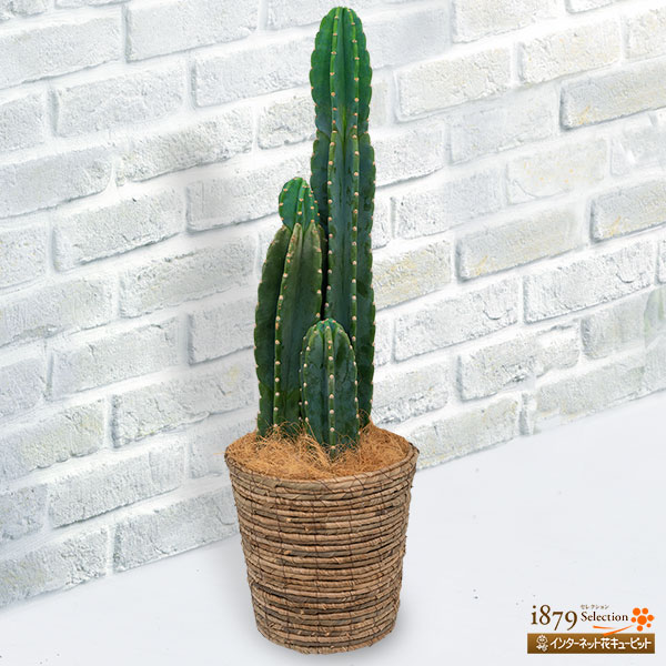 柱サボテン（3本立） バスケット - 産直 観葉植物（通年）（法人
