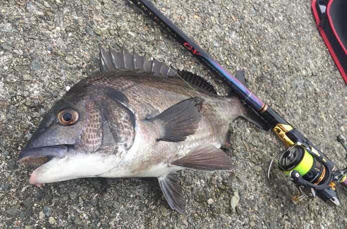 がま磯 INTESSA G-Ⅳ 175-53 がま磯 INTESSA G-Ⅳ 175-53