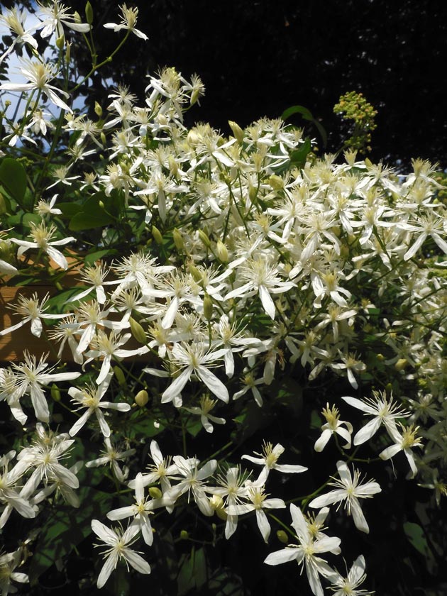 センニンソウ、ツユクサなどの野草が開花〈神代植物公園 水生植物園