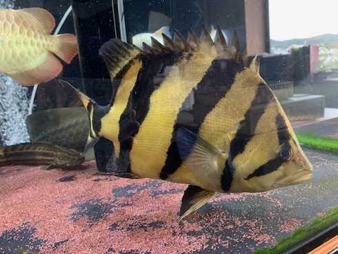 シャムタイガー