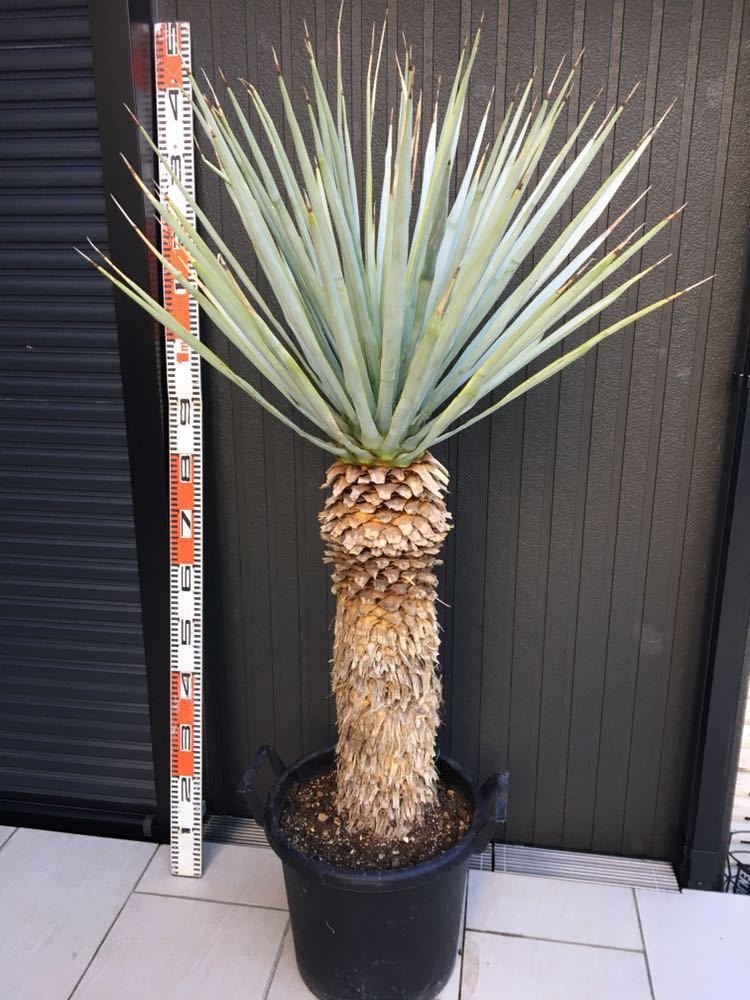 AL1129】ユッカ リギダ ユッカ 『リギダ』 | すべての商品 | | Junk