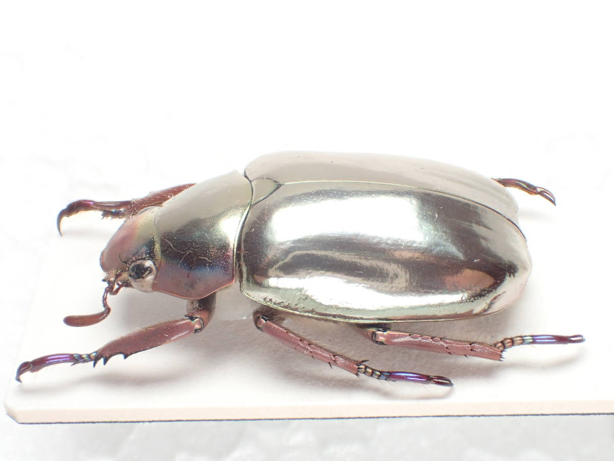 クリサルギレアプラチナコガネ 標本 爪先が青紫のプラチナコガネ