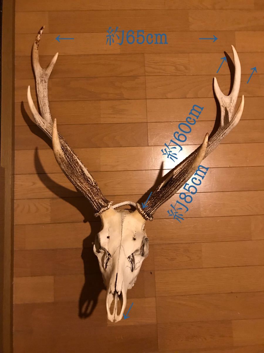 ノロジカ ハンティングトロフィー 頭骨 鹿の角 剥製 アンティーク 雑貨