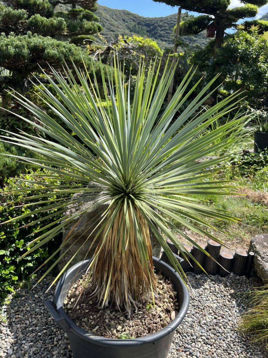 AL1162】ユッカ ロストラータ 短葉の極み個体 ロストラータのカタログ9