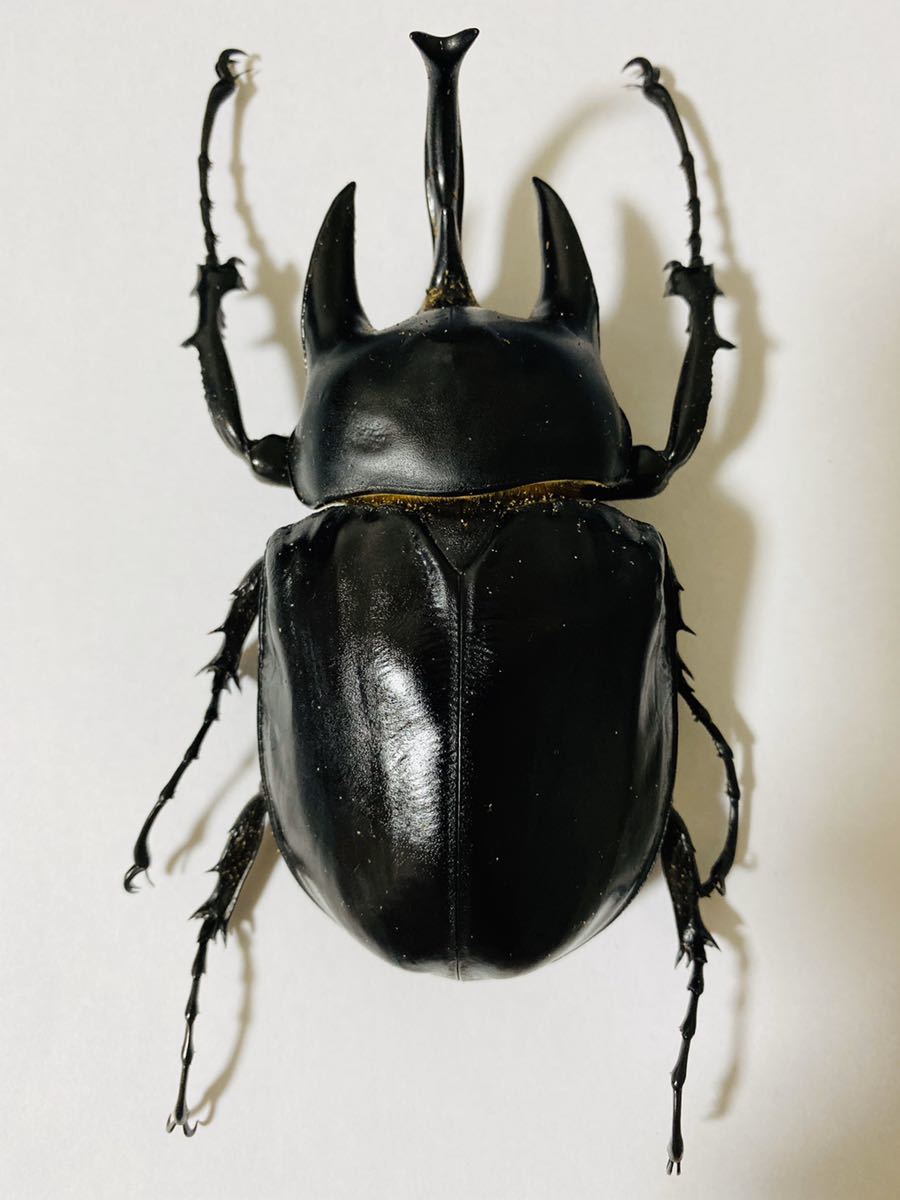 超特大アクティオンゾウカブト標本 124mm 超特大アクティオン