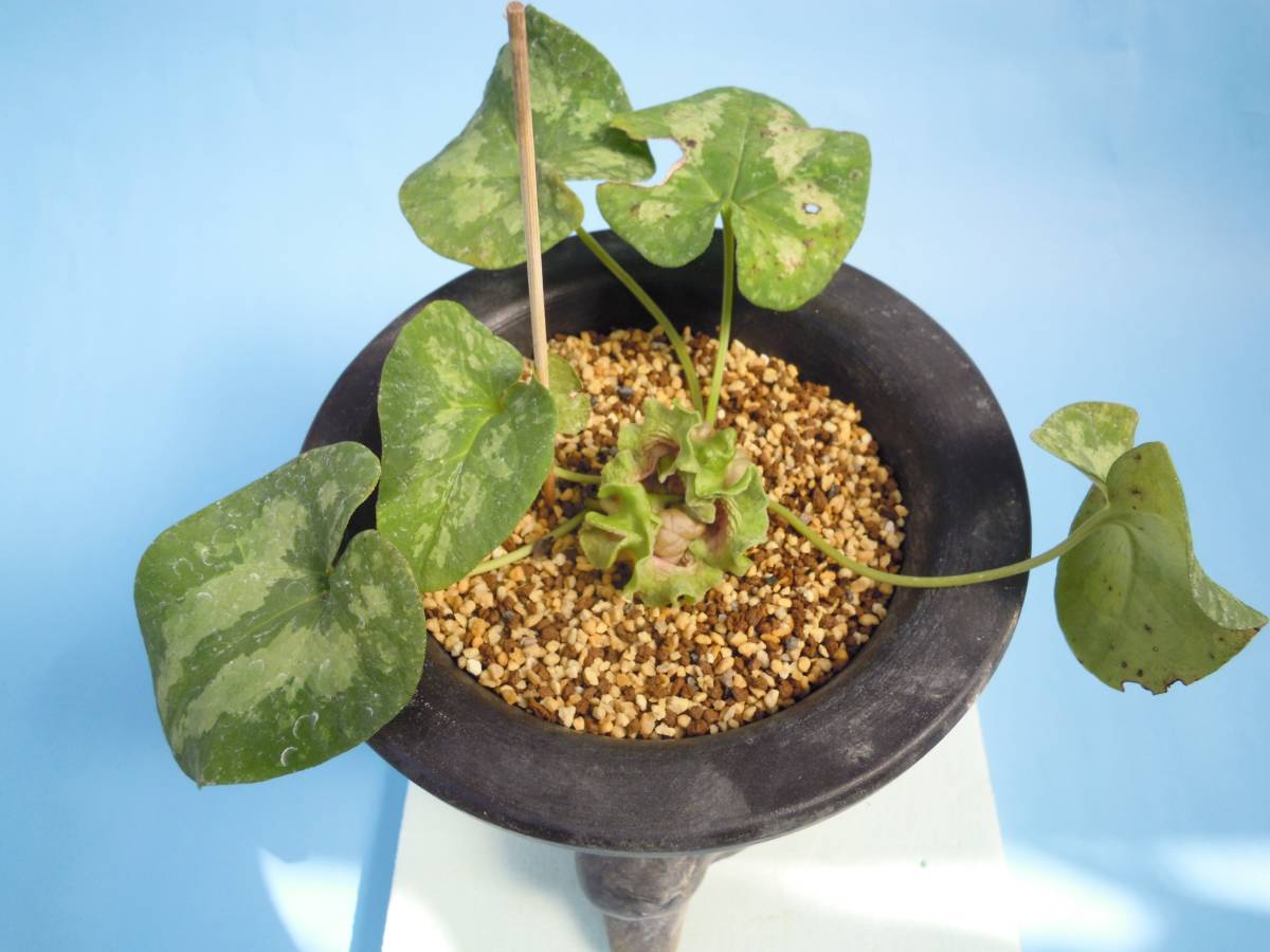 タマノカンアオイ 希少な銘品「多摩の誉」 富貴蘭 山野草 【公式通販】