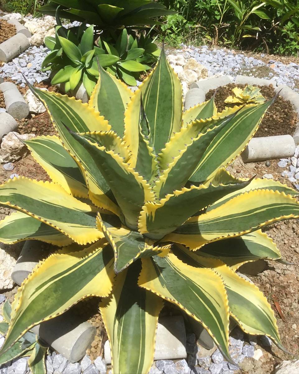 アガベ リップルエフェクト子株 アガベ リップルエフェクト