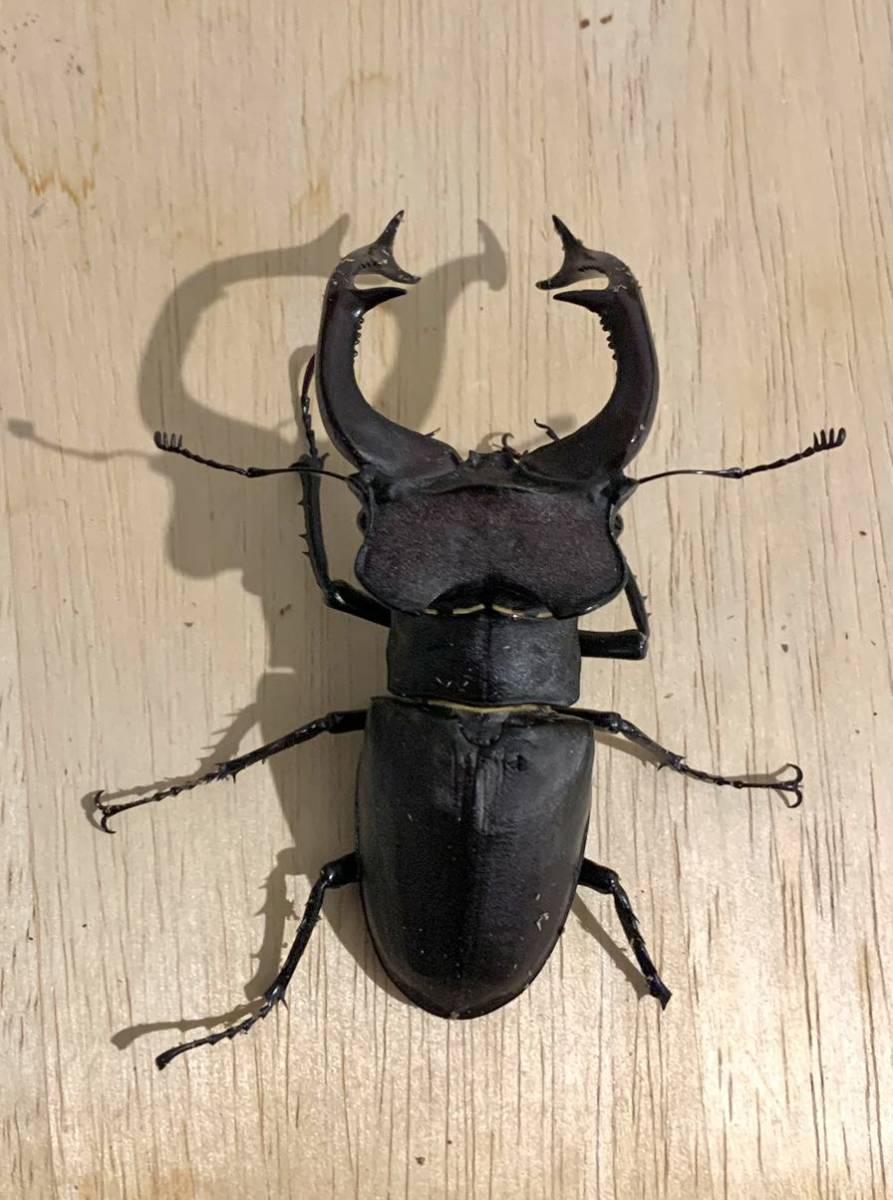 大型 ユダイクス♂野外標本 【公式通販】