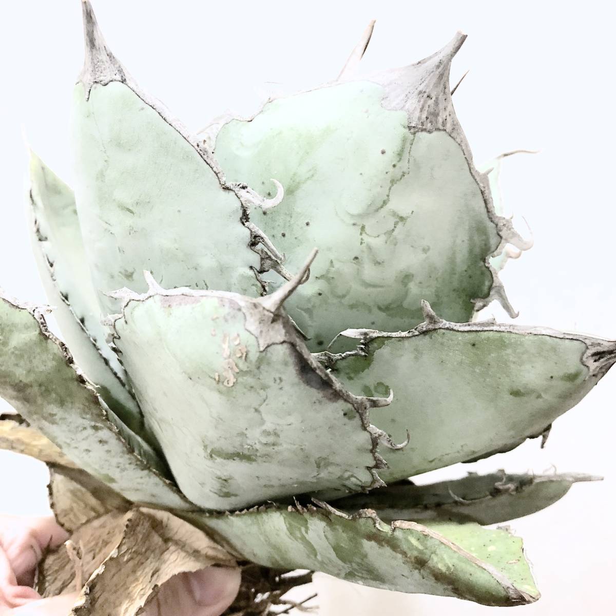 ホワイトアイス 大株 【公式通販】