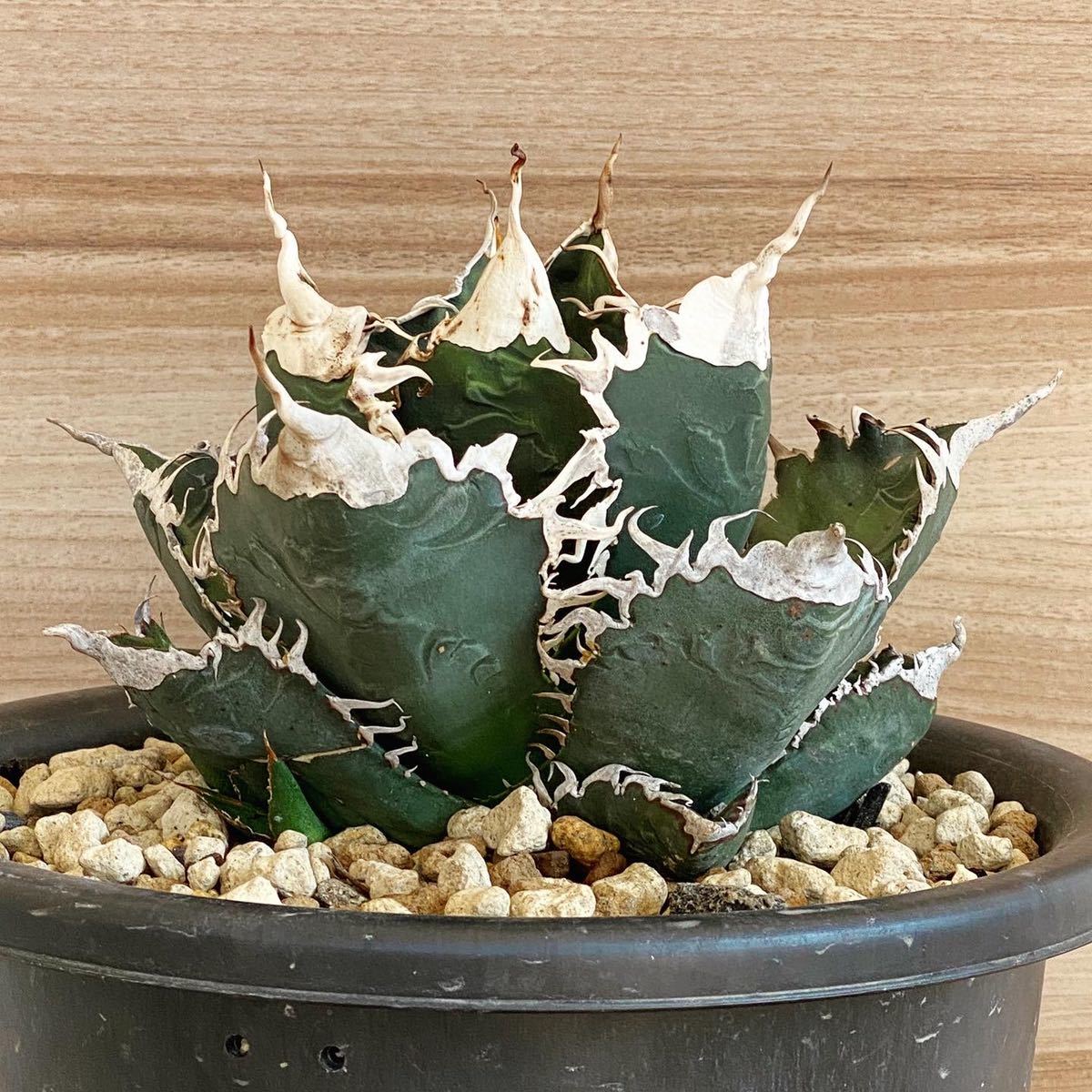 スーパーチタノタ 発根済み子株 cactus green産 アガベ スーパーチタ