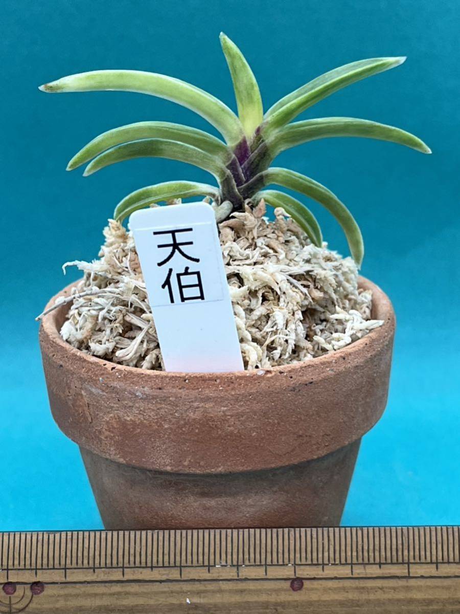 タマノカンアオイ 希少な銘品「多摩の誉」 富貴蘭 山野草 タマノ