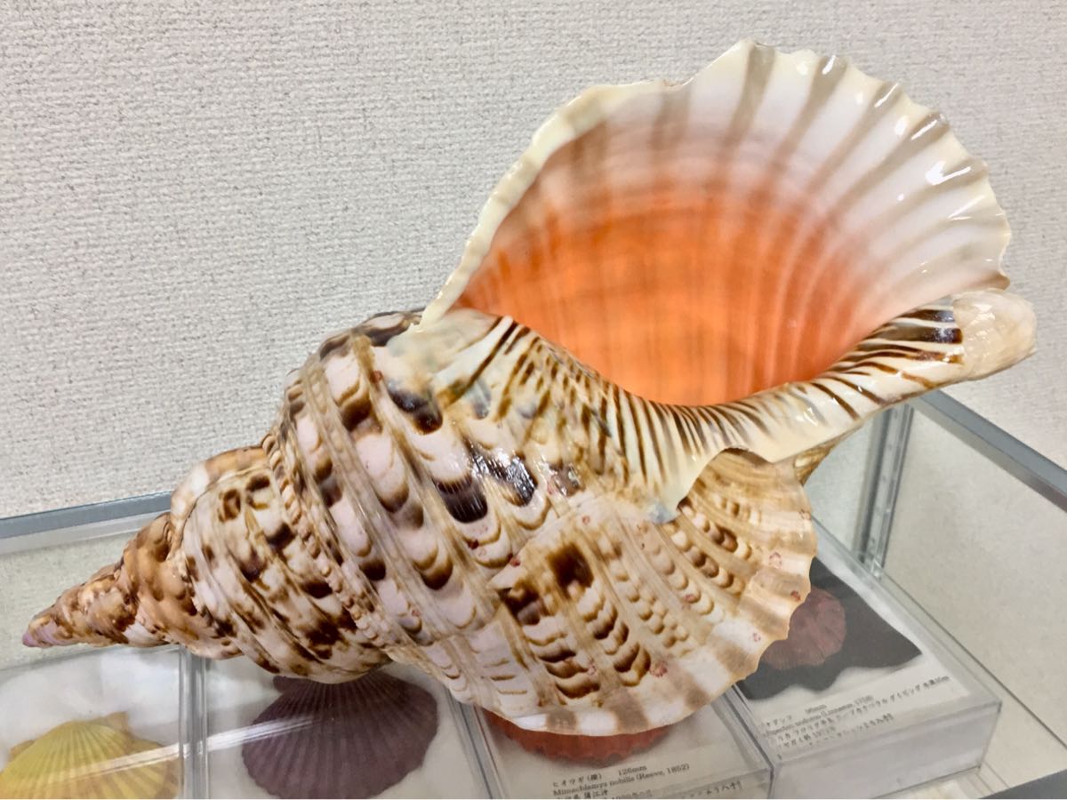 ryohanさま専用 希少セイヨウ法螺貝 修験道 山伏 密教 魔除け 熊よけ❣️