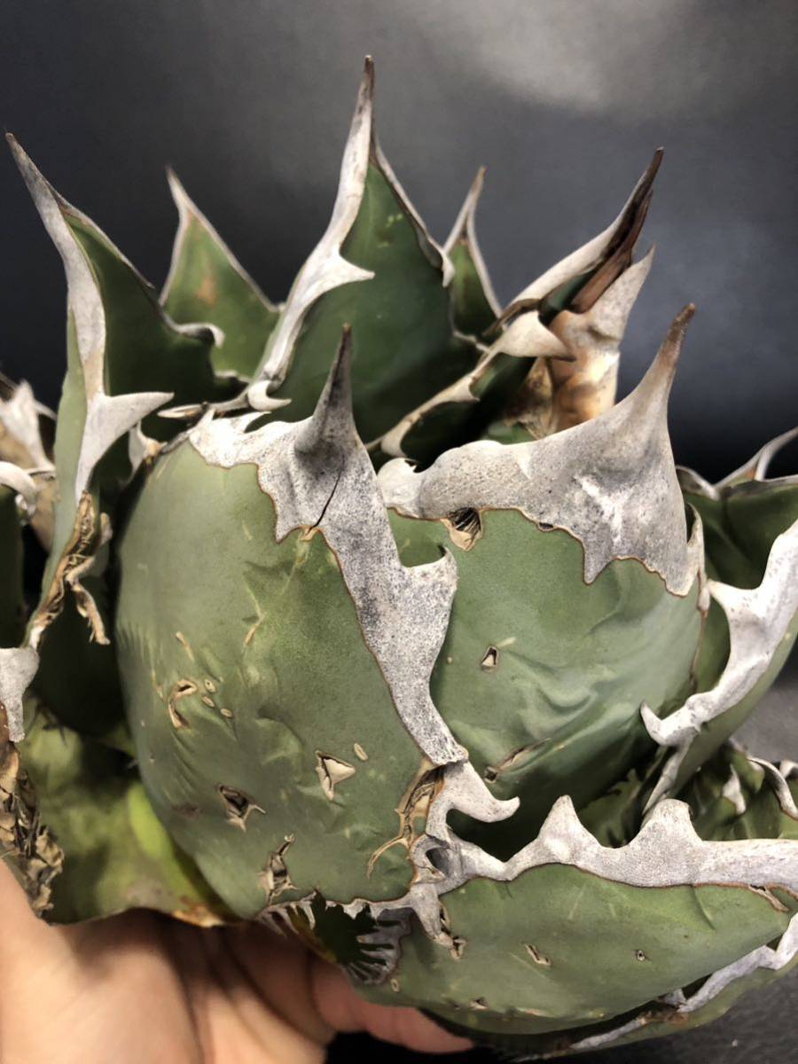 アガベ オアハカ ワイルド 現地球株 バンド幅 強棘 アガベ オアハカ