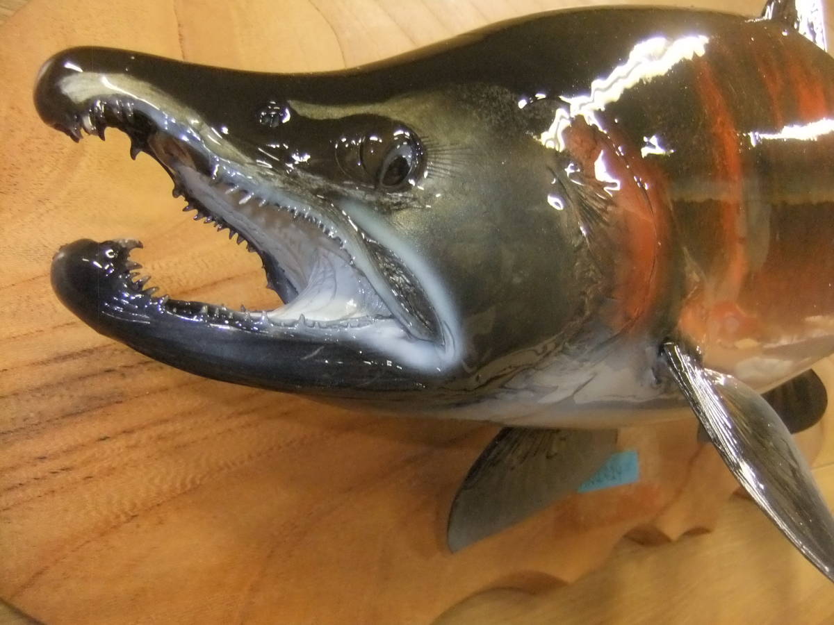 新品】HNO424 エフクラフト新品剥製晩秋のランドロックサクラマス幅広