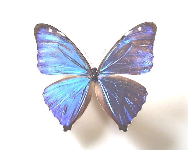 エガーモルフォ♀ブルーフォーム！標本！