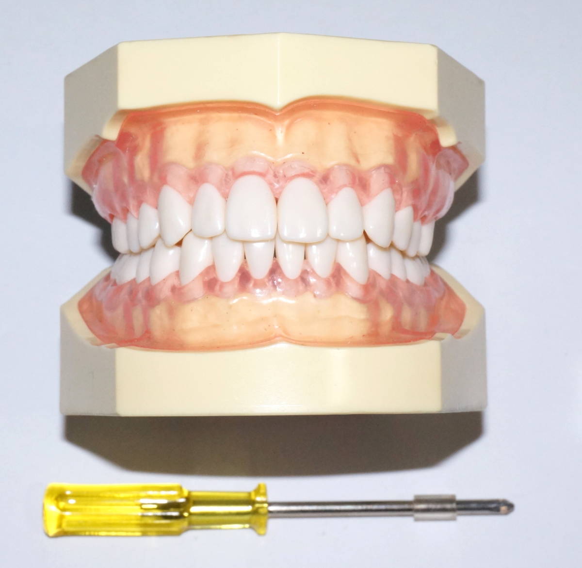 ニッシン 歯科模型 顎模型 歯科衛生士 NISSIN デンタルモデル ニッシン