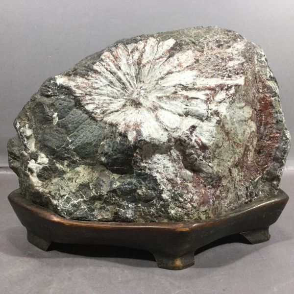 菊花石 ピンク主体の花 根尾 小林宗閑箱書き 鑑賞石 水石 木製台座