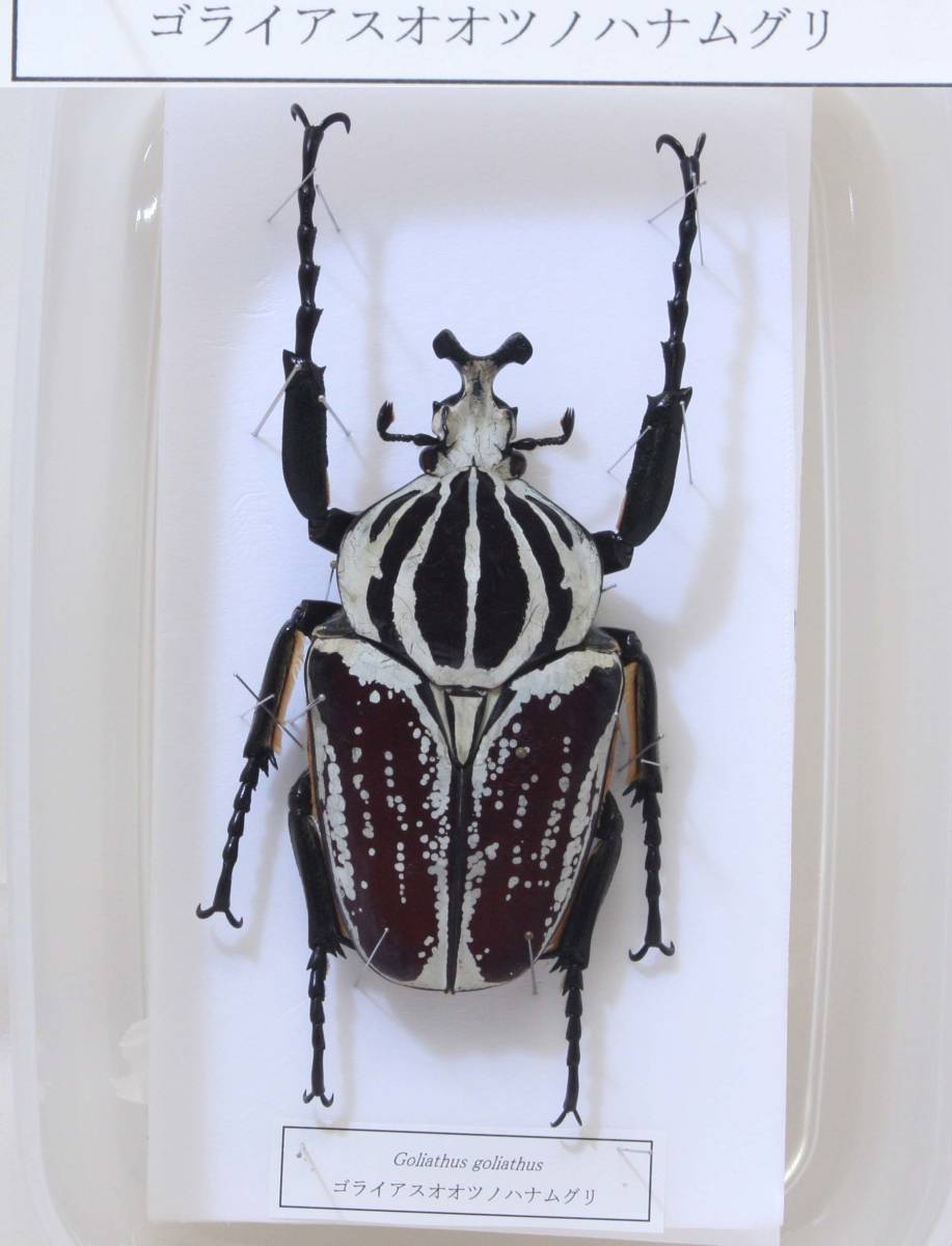 F*f様 カメルーン ゴライアスオオツノハナムグリ 約90mm F*f様