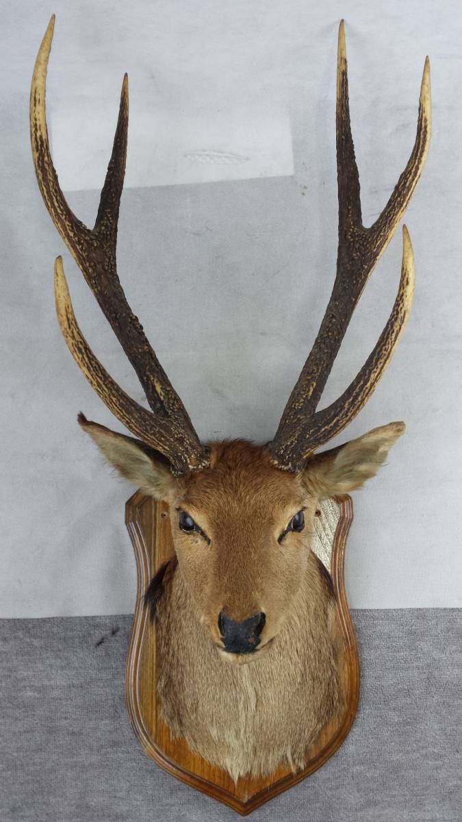 鹿の剥製 本物 鹿の剥製 壁飾り 剥製本物 リアル : 56x40x28cm フェイク