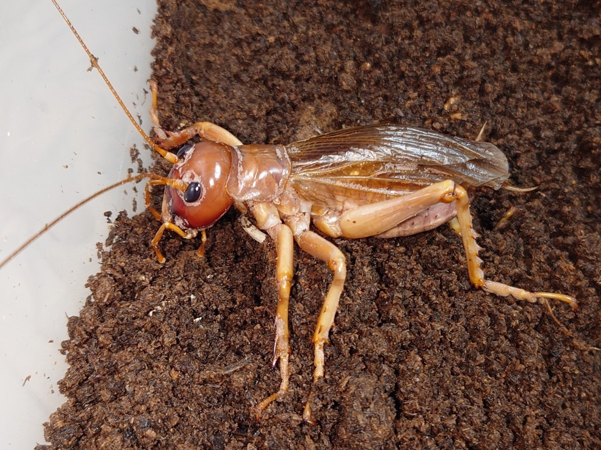 オバケコロギス樹脂標本 sia ferox オバケコロギス樹脂標本 sia ferox