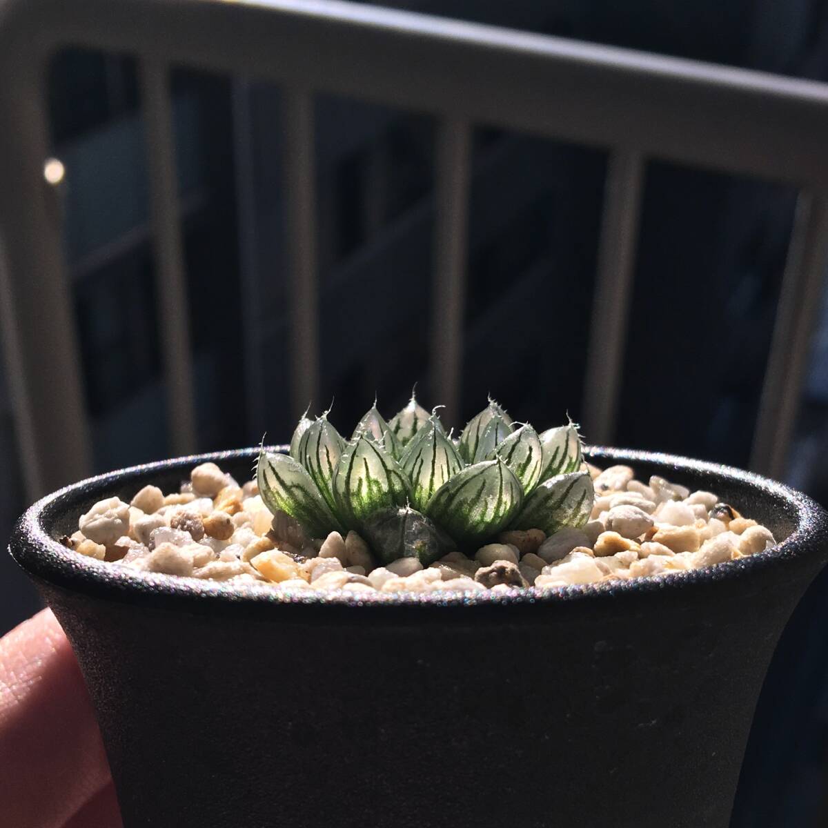 多肉植物 ハオルチア パイプの煙 メルカリ便発送☆多肉植物 ハオルチア