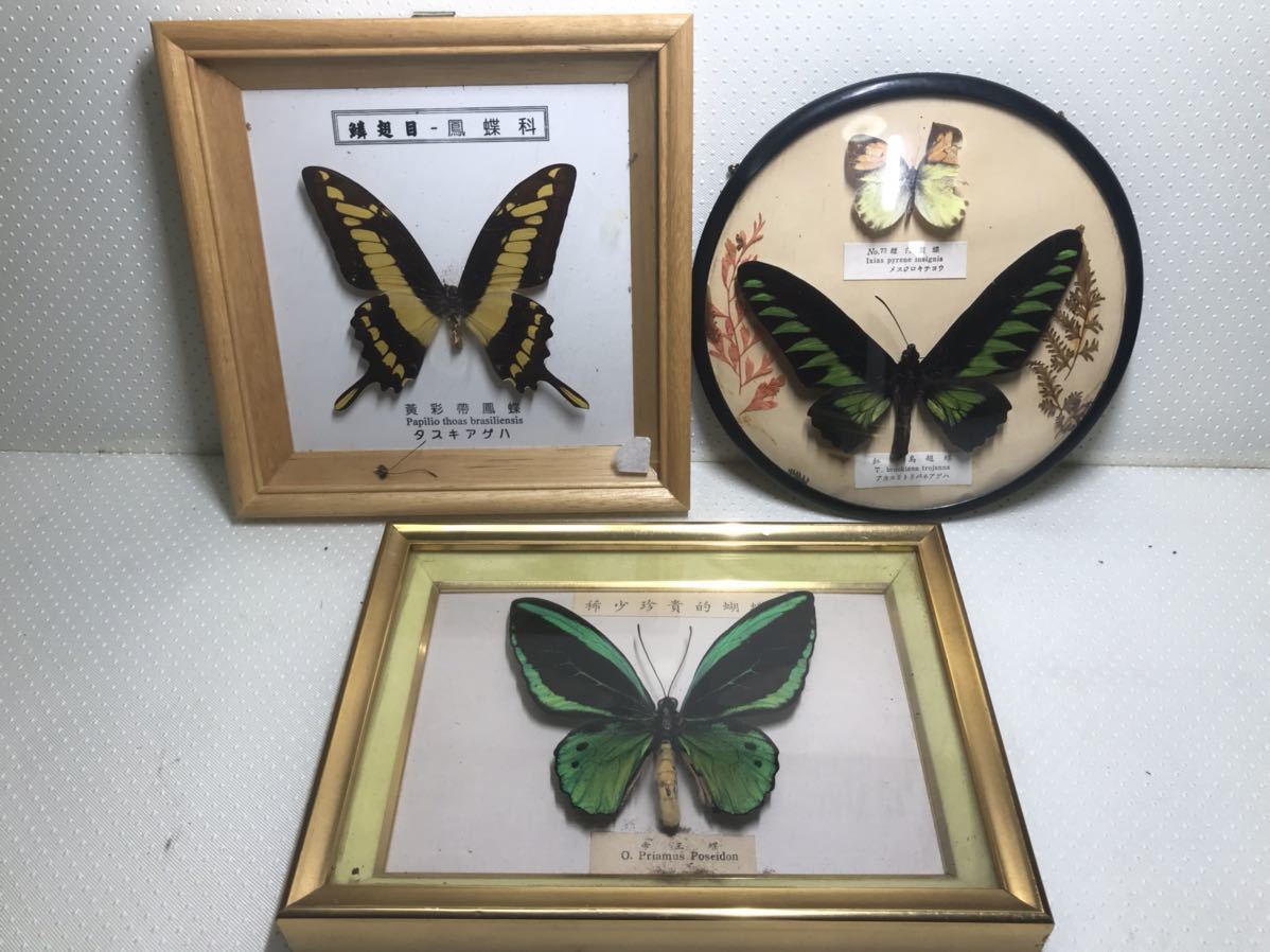 ゴクラクトリバネアゲハ 雄 標本 ゴクラクトリバネアゲハ 雄 標本