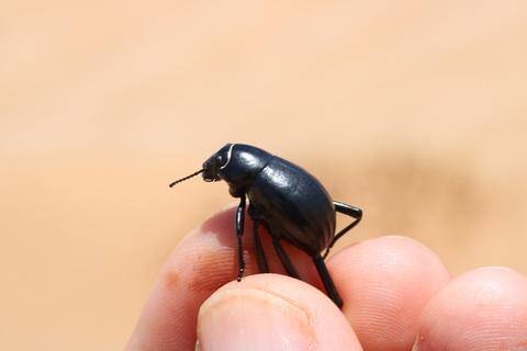 砂漠の虫キリアツメの逆立ちに隠された意外な理由｜とんでもない甲虫