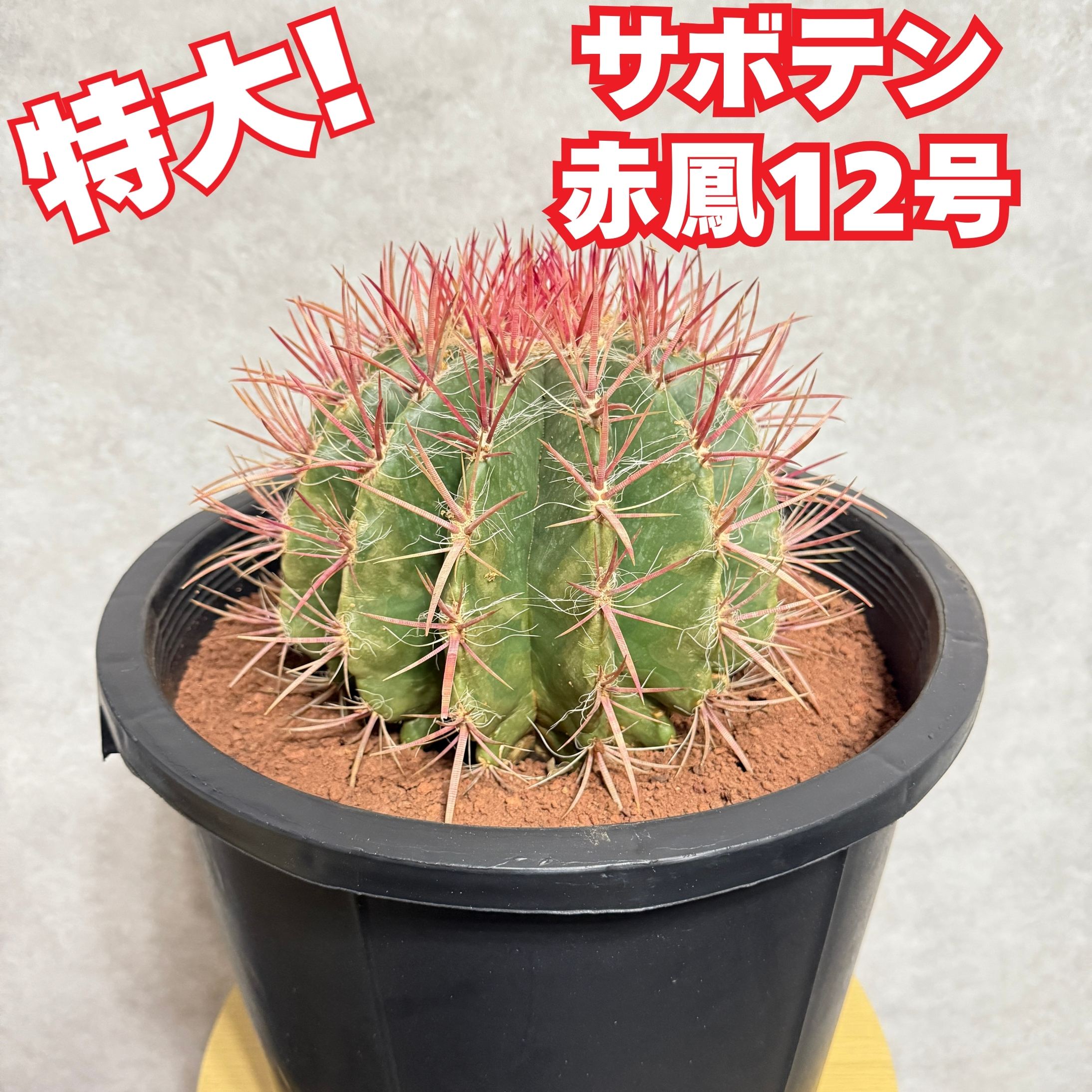 サボテン赤鳳 12号鉢 大型 特大サイズ フェロカクタススタイネシー