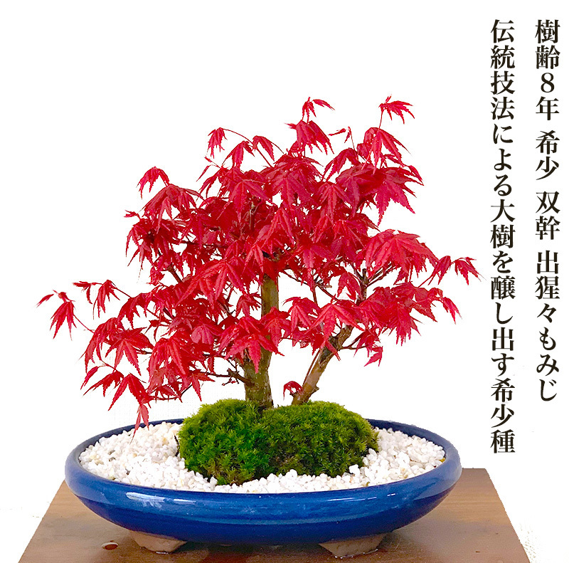 盆栽 もみじ 希少 本格 極上 盆栽 樹齢10年 双幹出猩々もみじ 紅葉盆栽