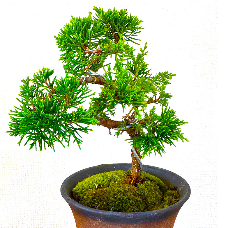 真柏 ミニ盆栽 糸魚川真柏 育て方ガイド付 送料無料 無料ラッピング